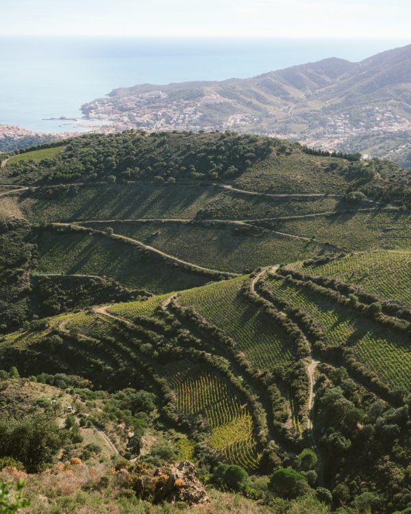 IMG_3646 Ces coteaux catalans sont un des terroirs les plus exigeant de France, surtout lorsque que l’on ne veut pas desherber chimiquement comme Antoine