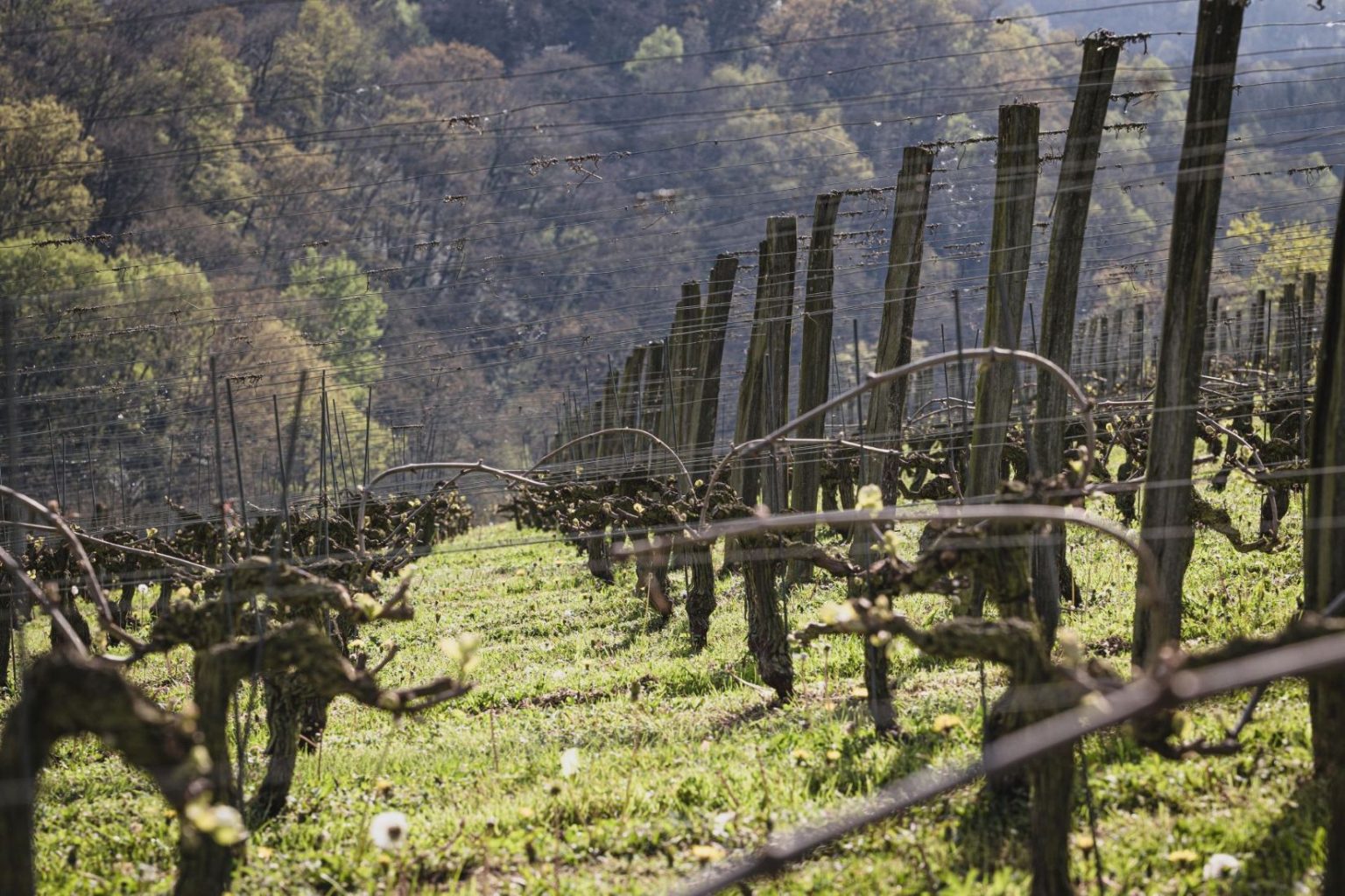 Parcelle de vigne de Petit Manseng et gros manseng, en appellation Irouleguy, dans le Pays Basque permettant la création de la cuvée Ardan Harri du domaine Xubialdea
