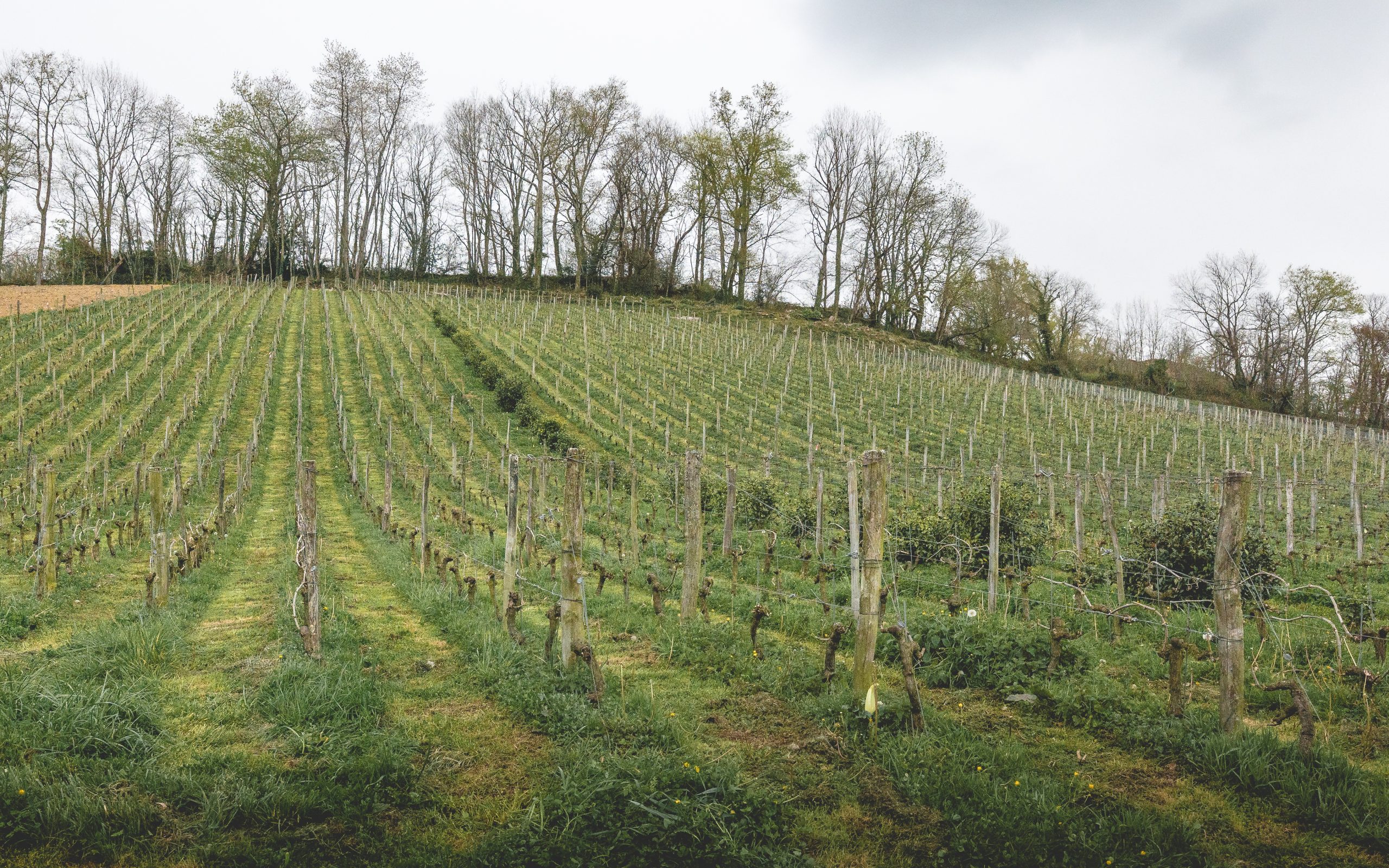 Parcelle de vigne de Petit Manseng et gros manseng, en appellation Irouleguy, dans le Pays Basque permettant la création de la cuvée Ardan Harri du domaine Xubialdea