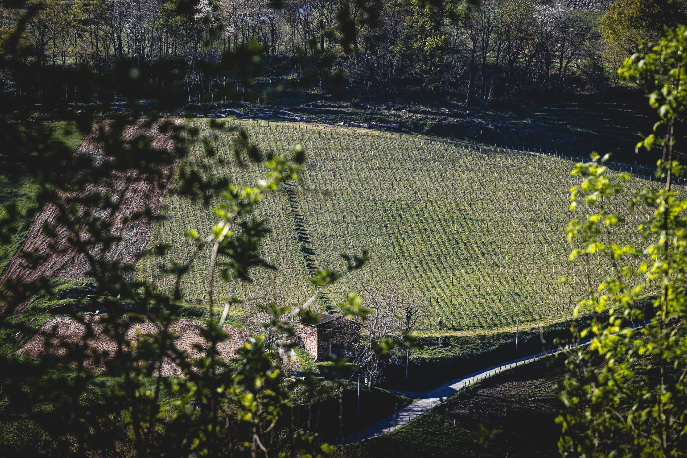 Parcelle de vigne de Petit Manseng et gros manseng, en appellation Irouleguy, dans le Pays Basque permettant la création de la cuvée Ardan Harri du domaine Xubialdea