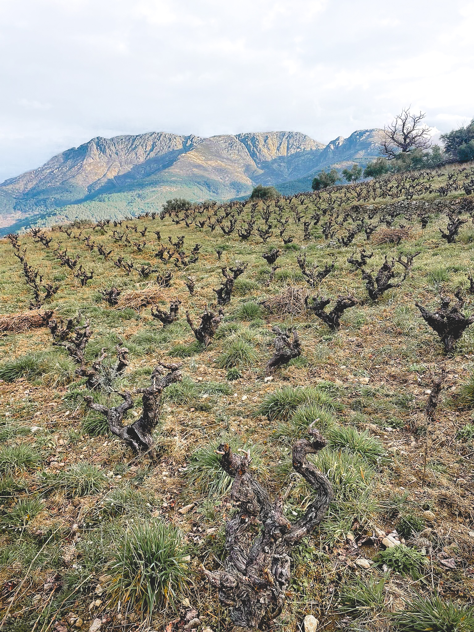 vieilles parcelle de vigne de Grenache du domaine indiano, charly gotchac et maca nogara, sierra de gredos, D.O.P Cebreros, Espagne, 1000m d’altitude