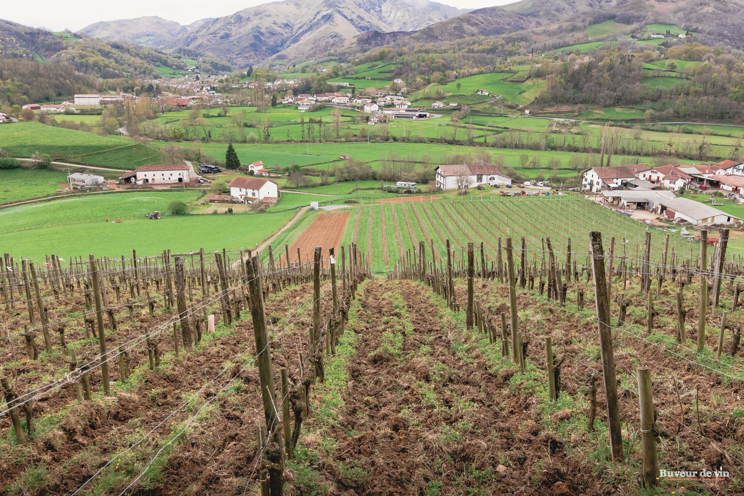 indart_malda-parcelle La parcelle de la cuvée Malda, au domaine Goeinetxea de Bixente Indart, en appellation Irouléguy, gros et petit manseng sur ophite