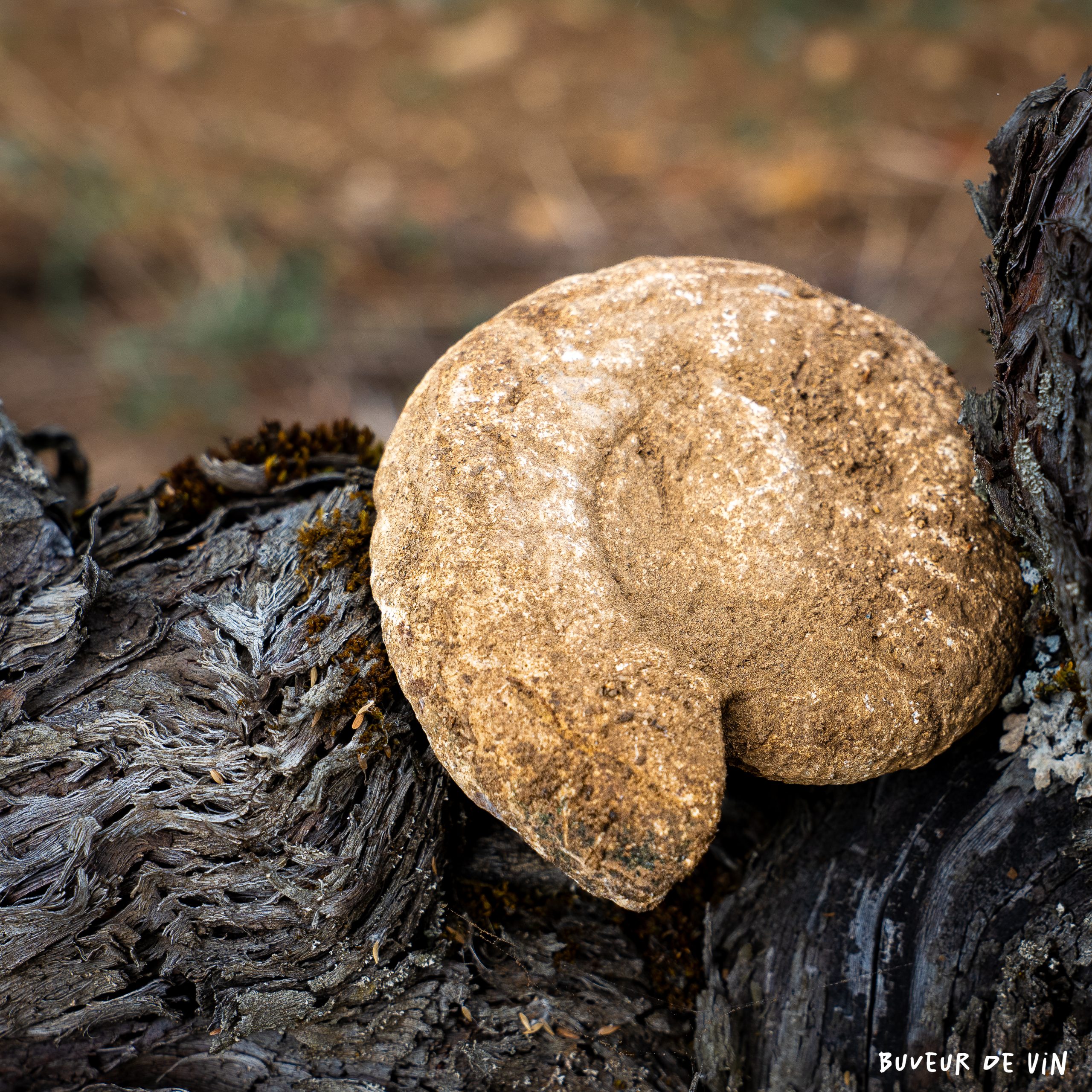 bodet_durandiere_vaudelle_fossile Détail fossil dans le Clos des Vaudelles, étienne bodet, appellation Saumur