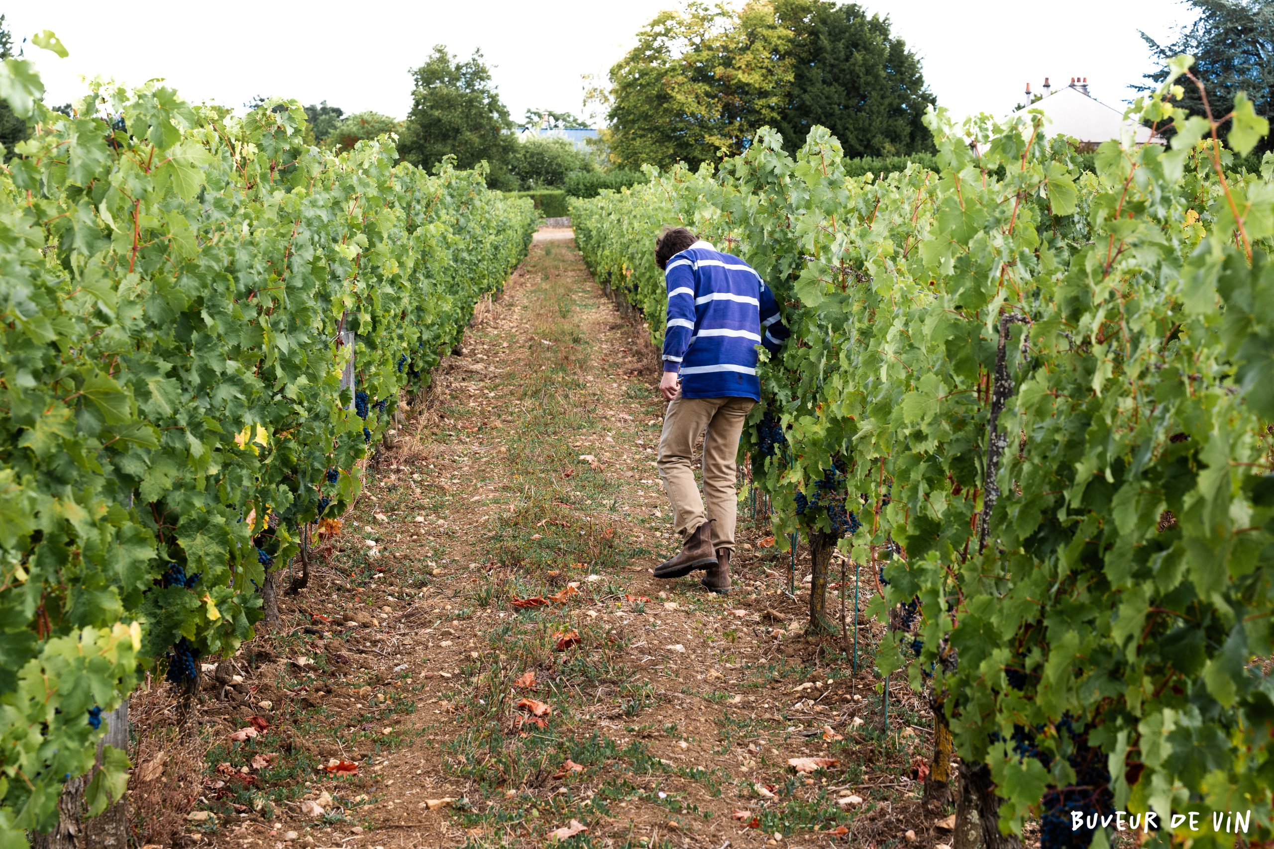 Bodet_etienne_vaudelles Etienne Bodet dans la Clos des Vaudelles, Saumur rouge de Cabernet Franc