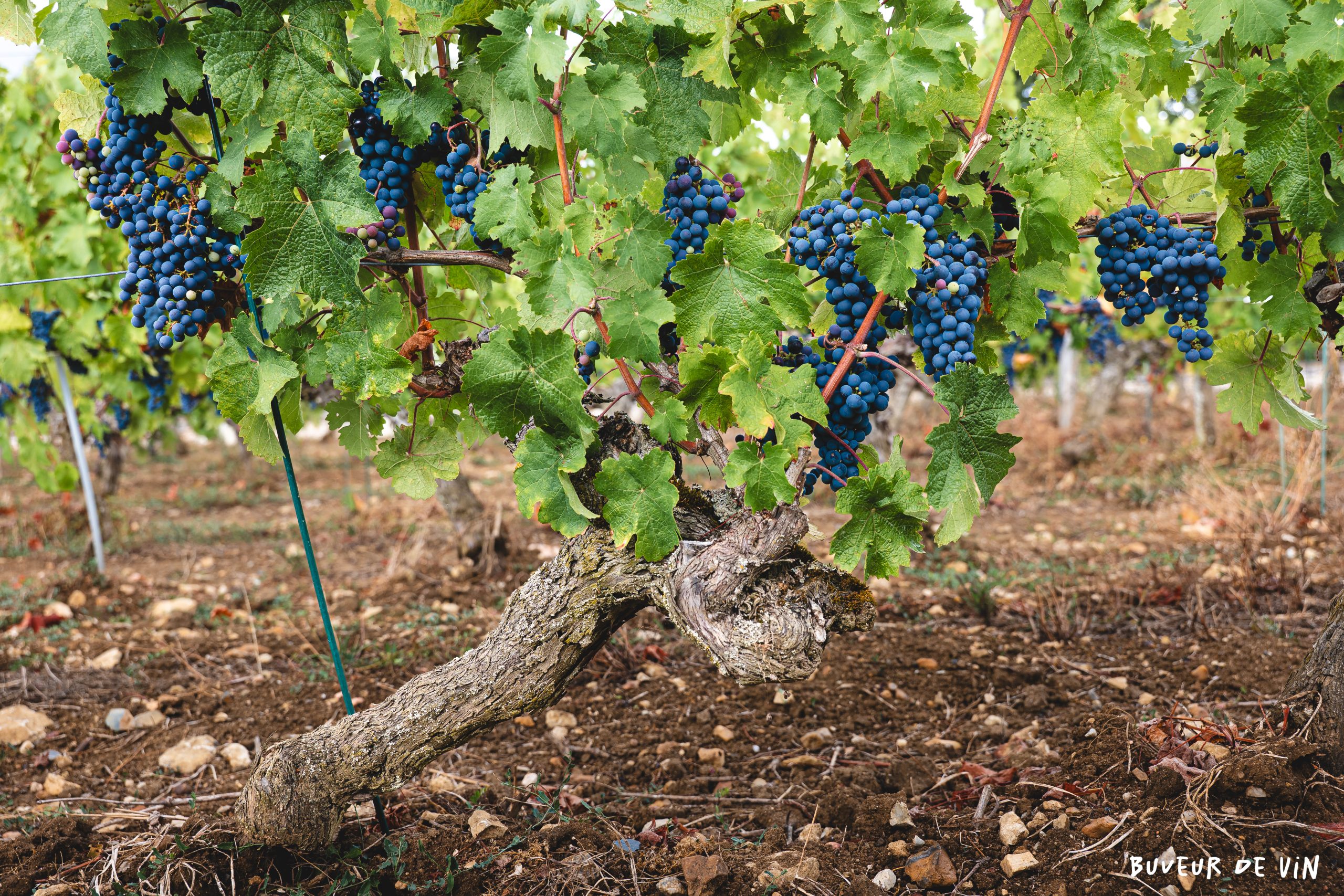 Bodet_vaudelles_clarum_cabernet_franc Grappes de cabernet franc proche veraison dans le clos des vaudelles d’etienne bodet, vigneron au clos durandiere en appellation Saumur