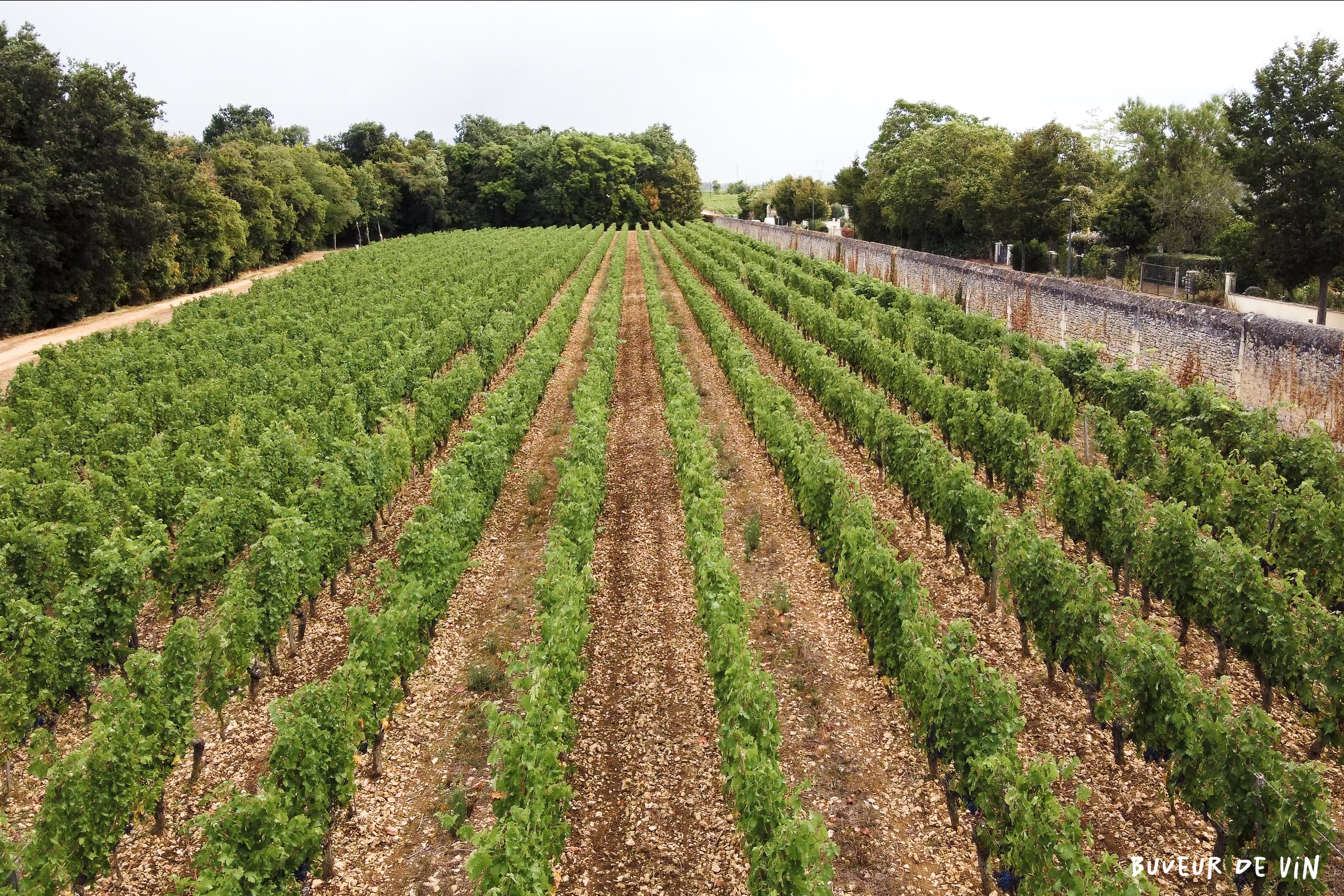 bodet_durandiere_drone_1 Vue aérienne du Clos Durandière d’étienne Bodet, Saumur