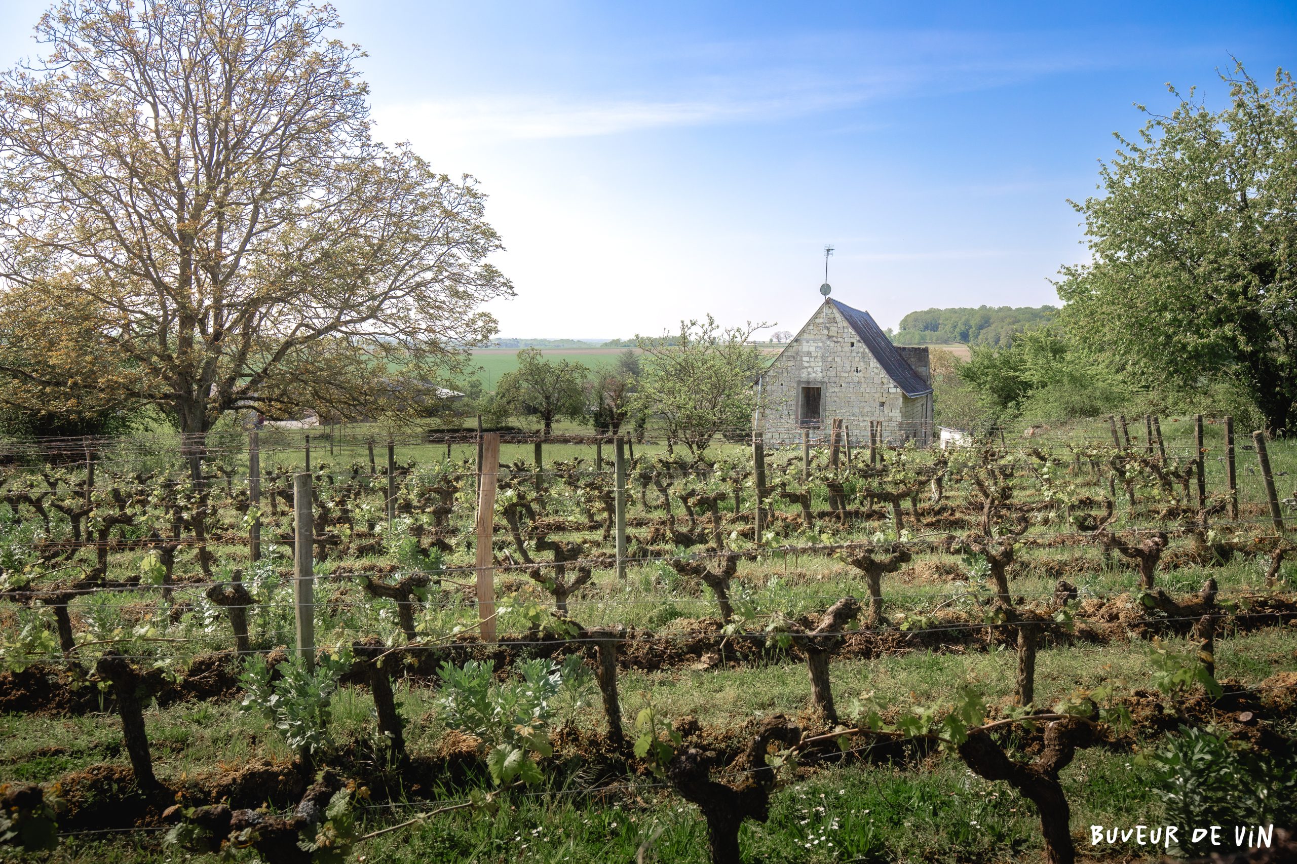 parcelle de la cuvée picrochole de claire et florent bejon, vin de france nature proche de chinon