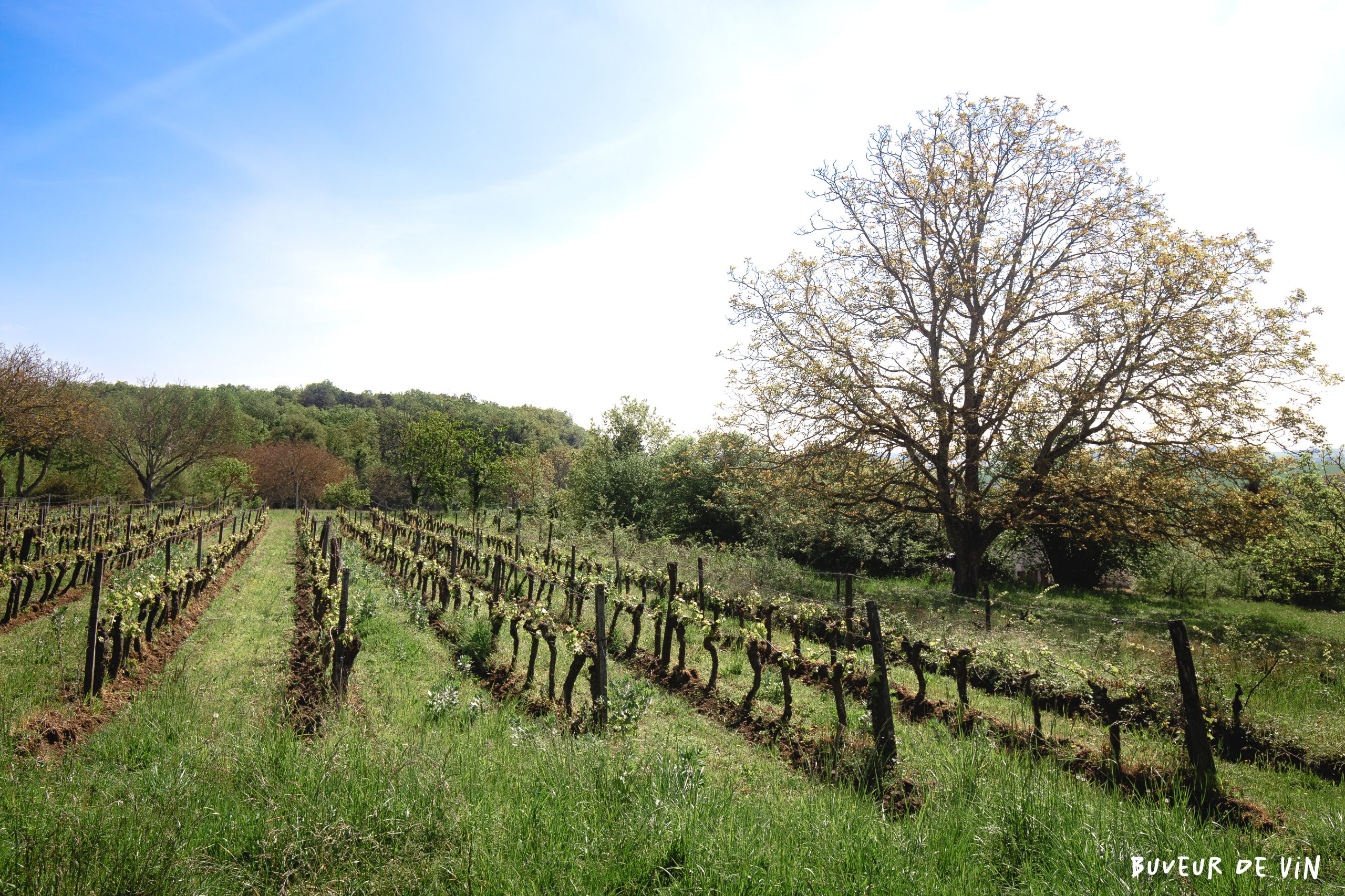 parcelles de cabernet franc au domaine claire et florent bejon, vin de france nature