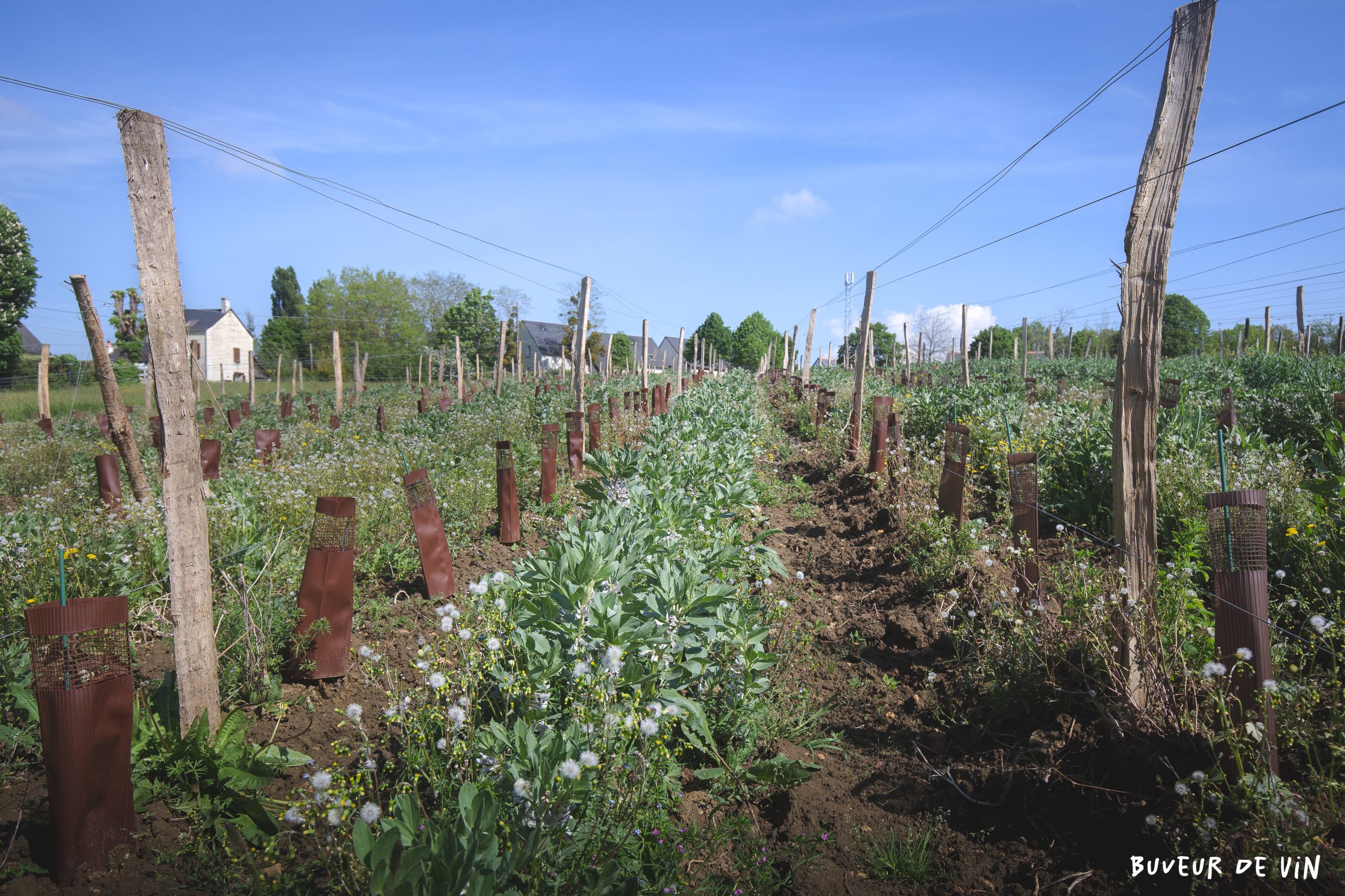 engrais vert au domaine claire et florent bejon