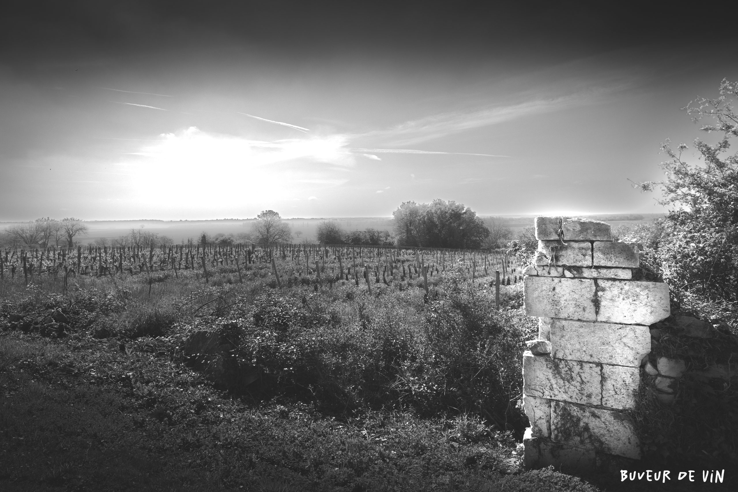 Un vestige des murs entourant le « clos », domaine Bejon
