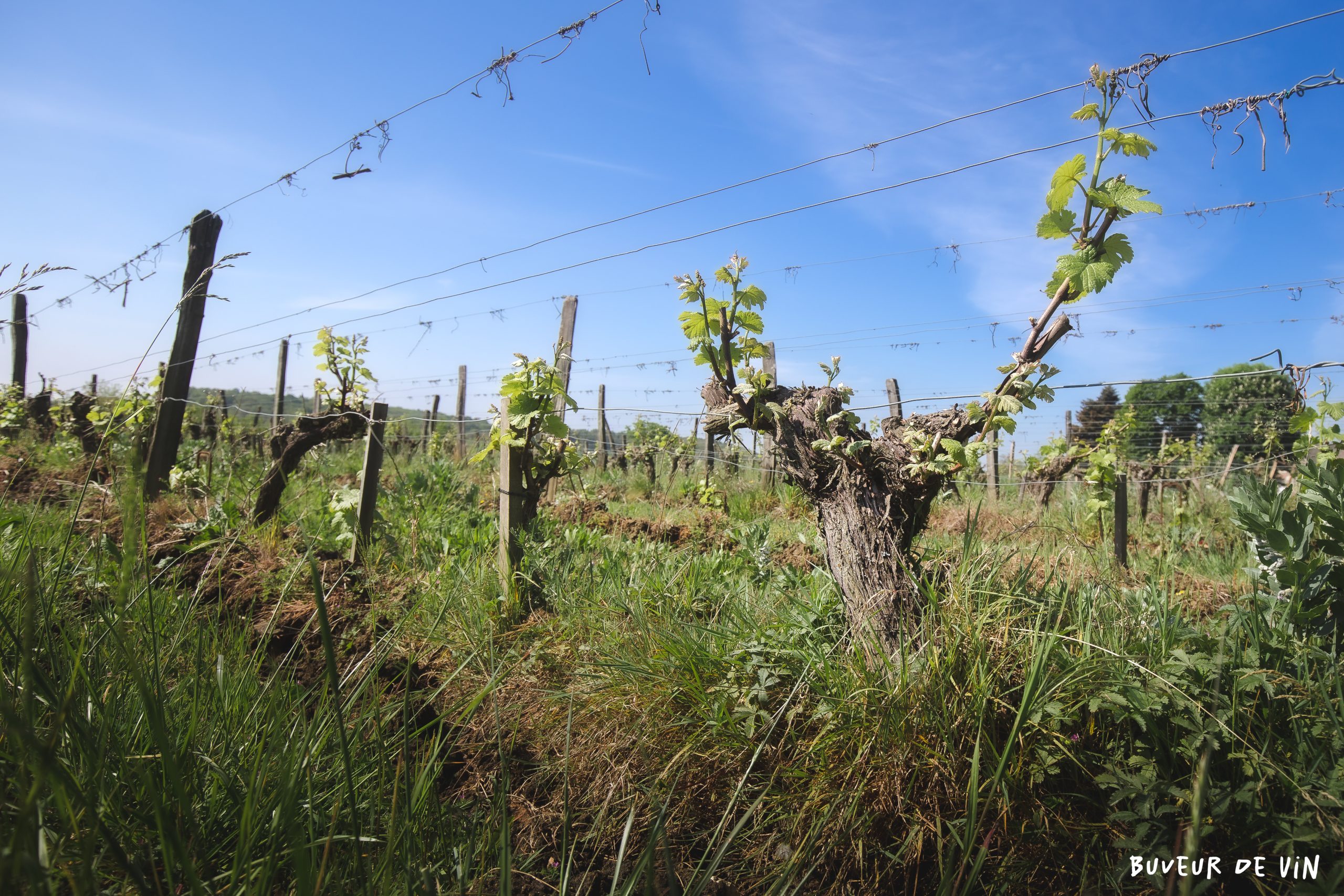 cep de cabernet franc au domaine claire et florent bejon