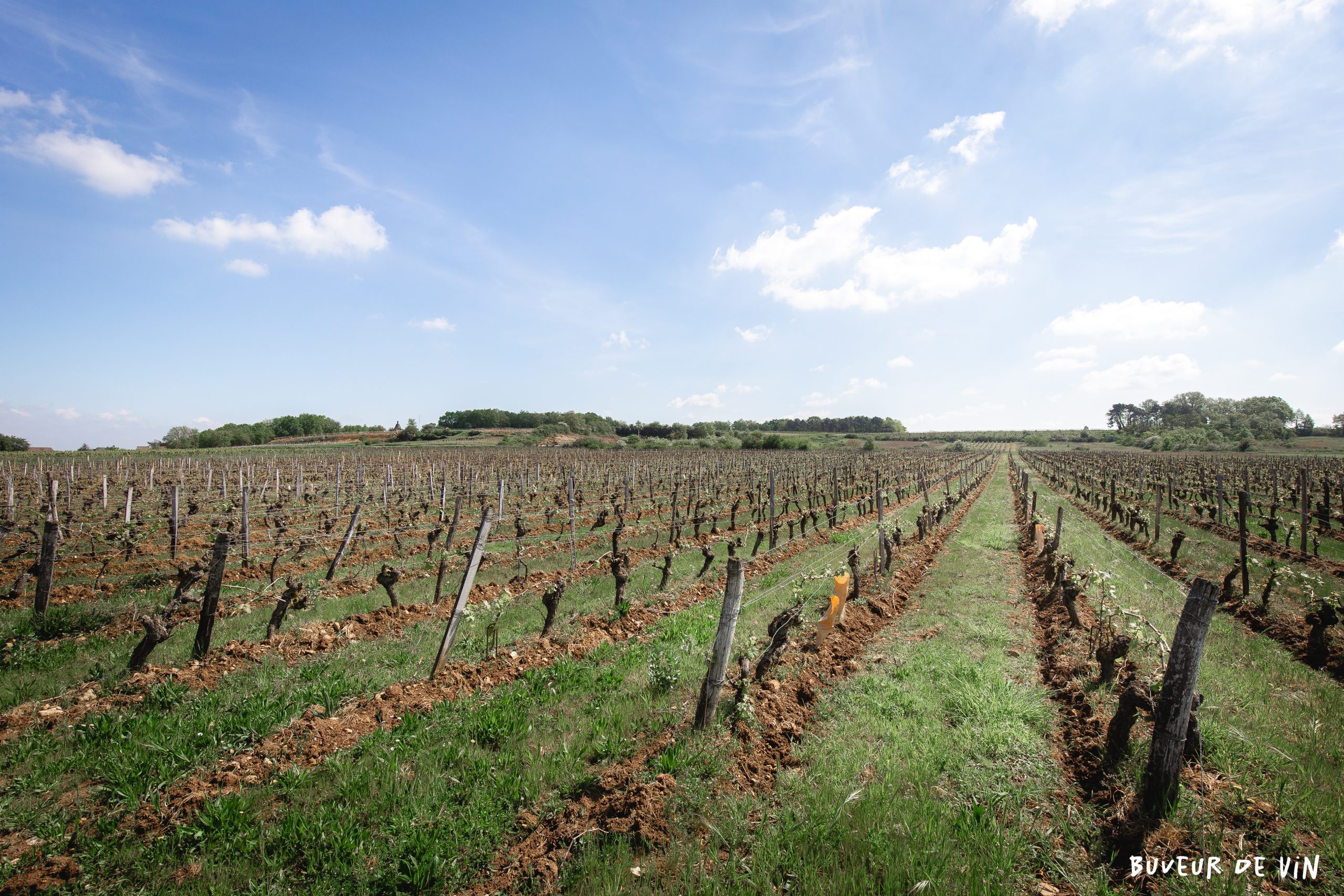 domaine claire et florent bejon, cuvée pain perdu, rive droite