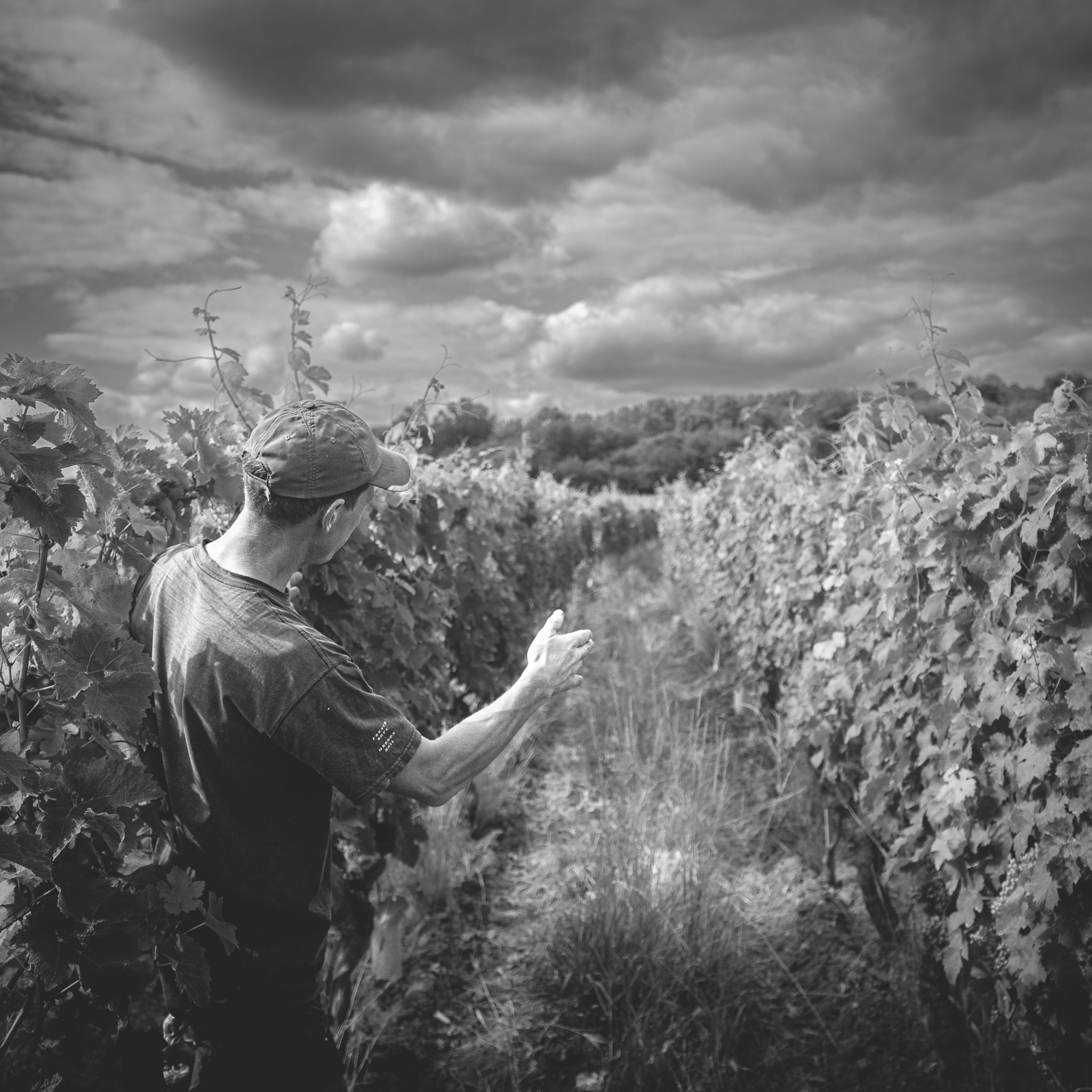 Portrait d’Aurélien Revillot, vigneron en appellation Bourgueil