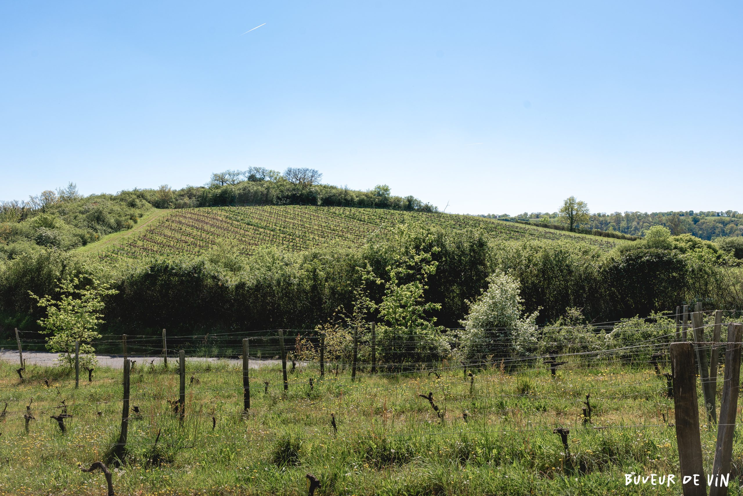 IMG_4340 parcelles de chenin a Chaudefonds sur layon