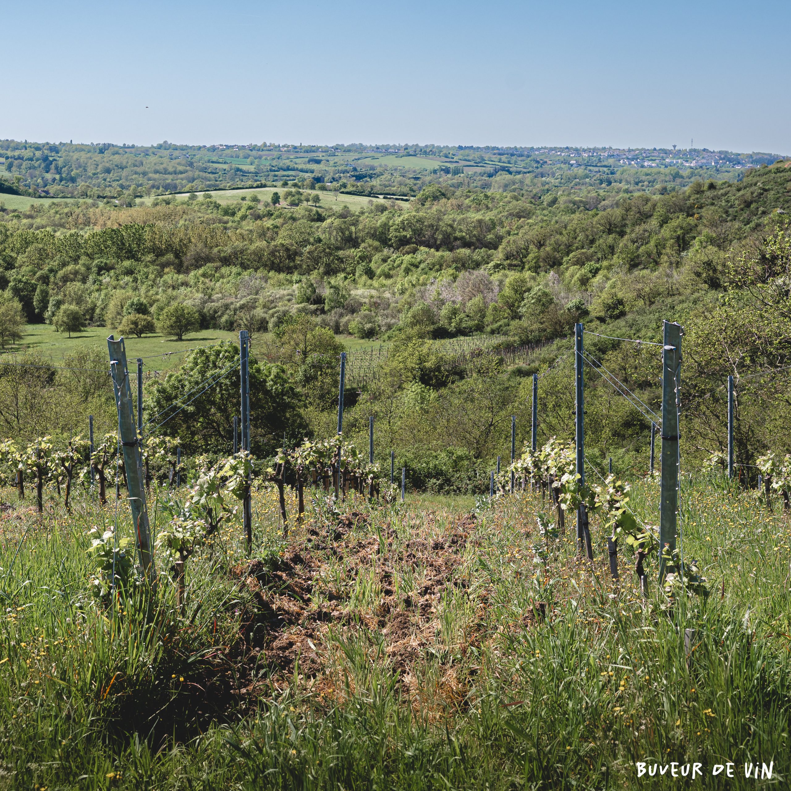 IMG_4343 chenin a Chaudefonds sur layon, vallonné