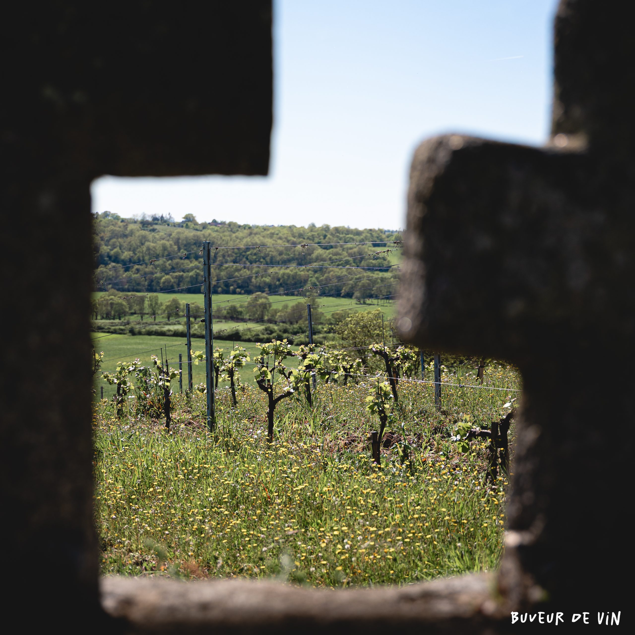 IMG_4347 vigne de chenin
