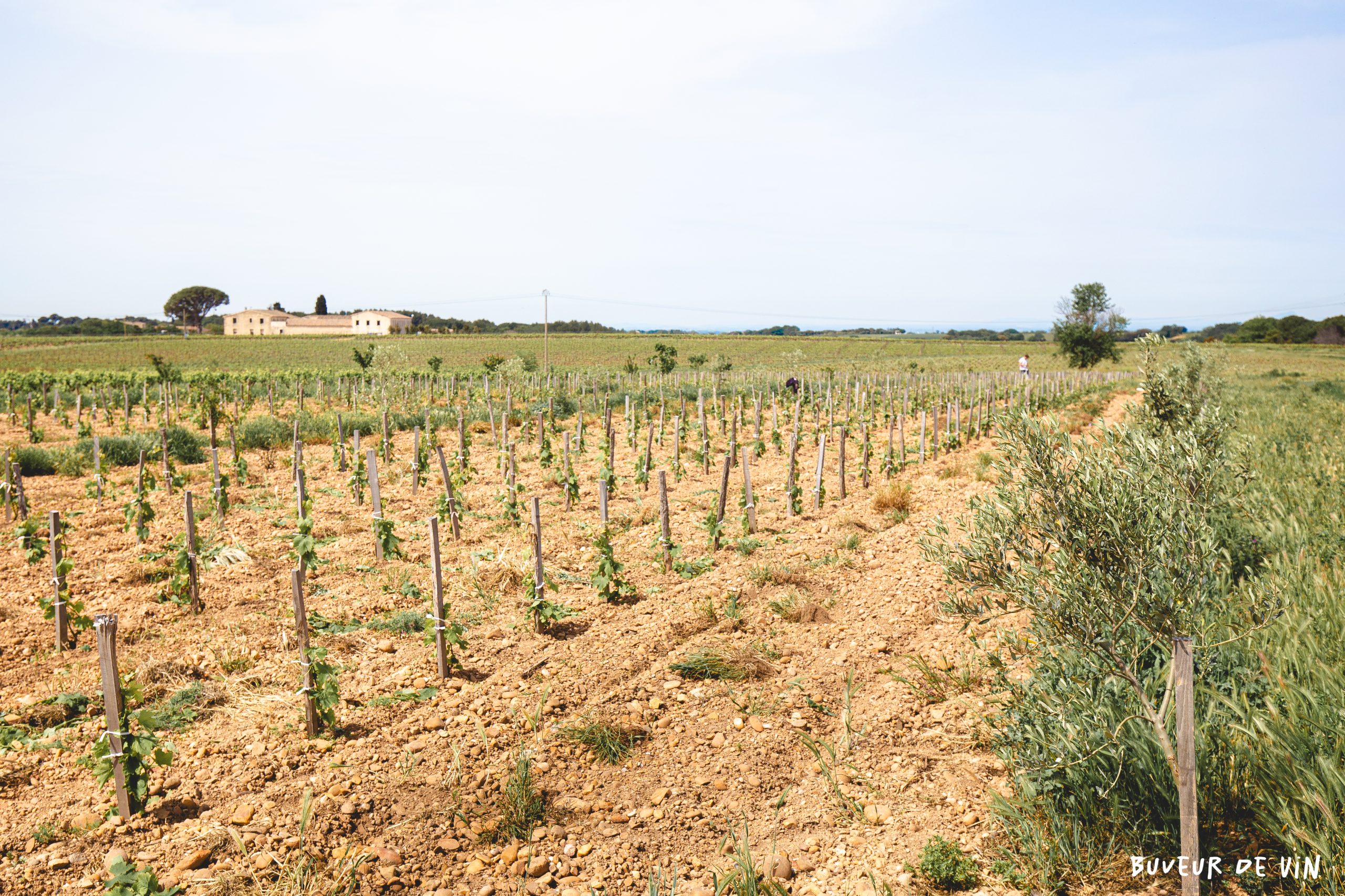Une plantation récente. On distingue bien les rangées d’arbres de chaque coté. Mas Mellet. Costières de Nîmes. Galician