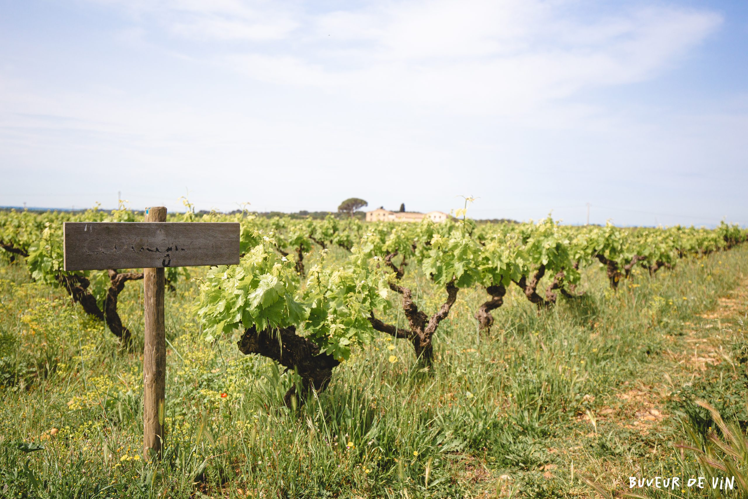 De (très) vieux gobelets de carignan, mas mellet, galician, brice bolognini, costières de nimes