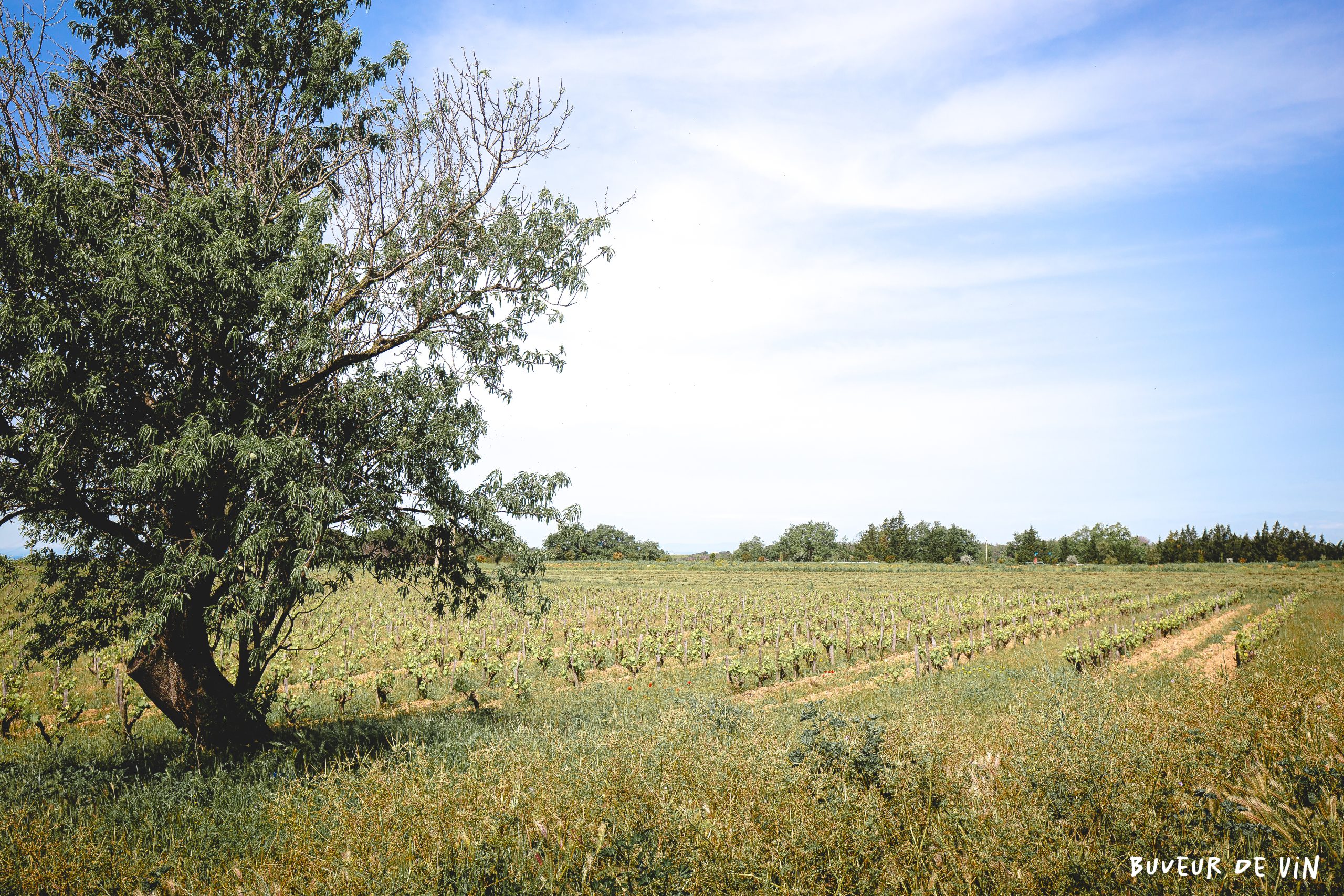 Arbres et vignes au mas mellet, en appellation Costières de Nimes, Brice Bolignini, Galician, Vin nature