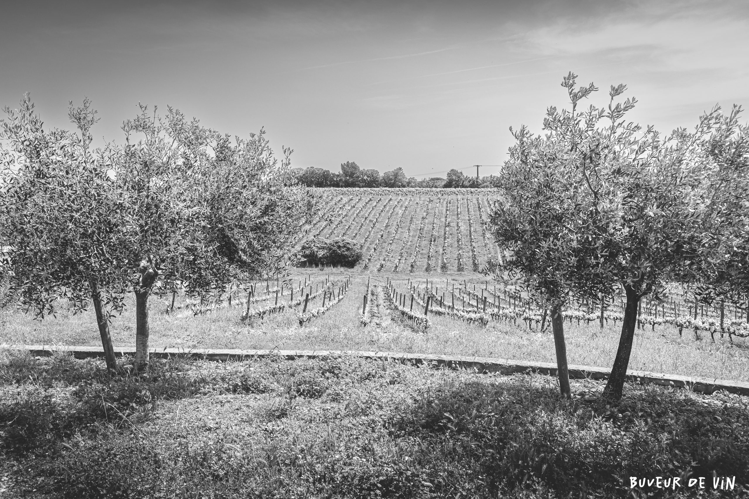 oliviers et vignes au Mas Mellet, domaine viticole en appellation costières de Nîmes, sur le village de Galician, en bordure du parc naturel de Camargue. Brice Bolognini et sa femme possèdent également un gîte que l’on peut louer à l’année.