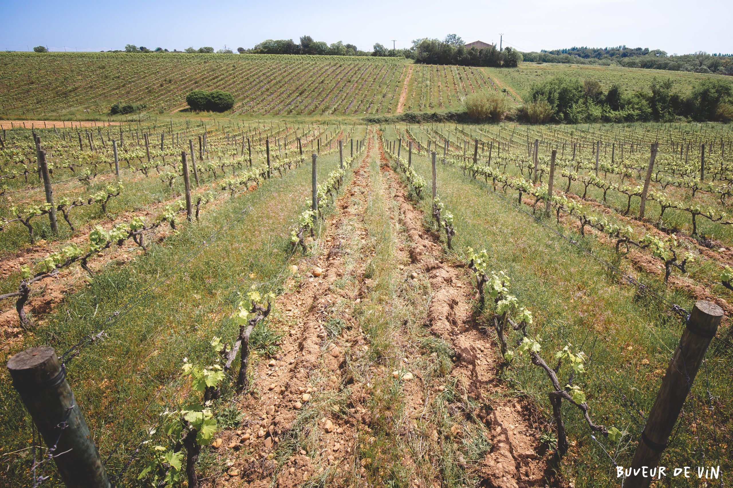 Une veine riche en Gapan dans une parcelle de Syrah, dans le bas du rang, là où la terre est plus rouge. Mas Mellet, Costières de Nimes, Brice Bolognini