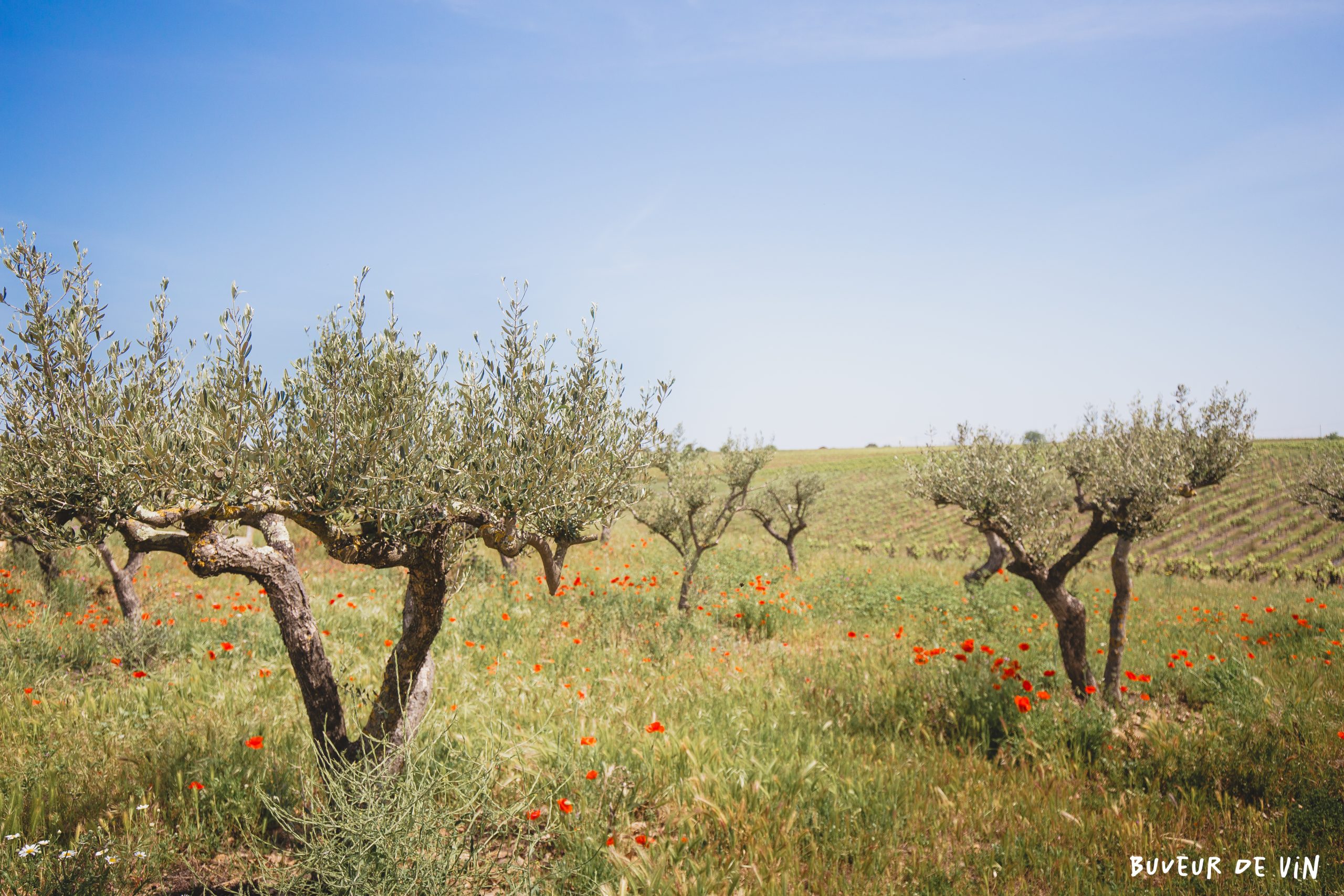 le mas mellet possède également des oliviers, pour rompre les océans de vignes et apportés de la biodiversité dans les parcelles