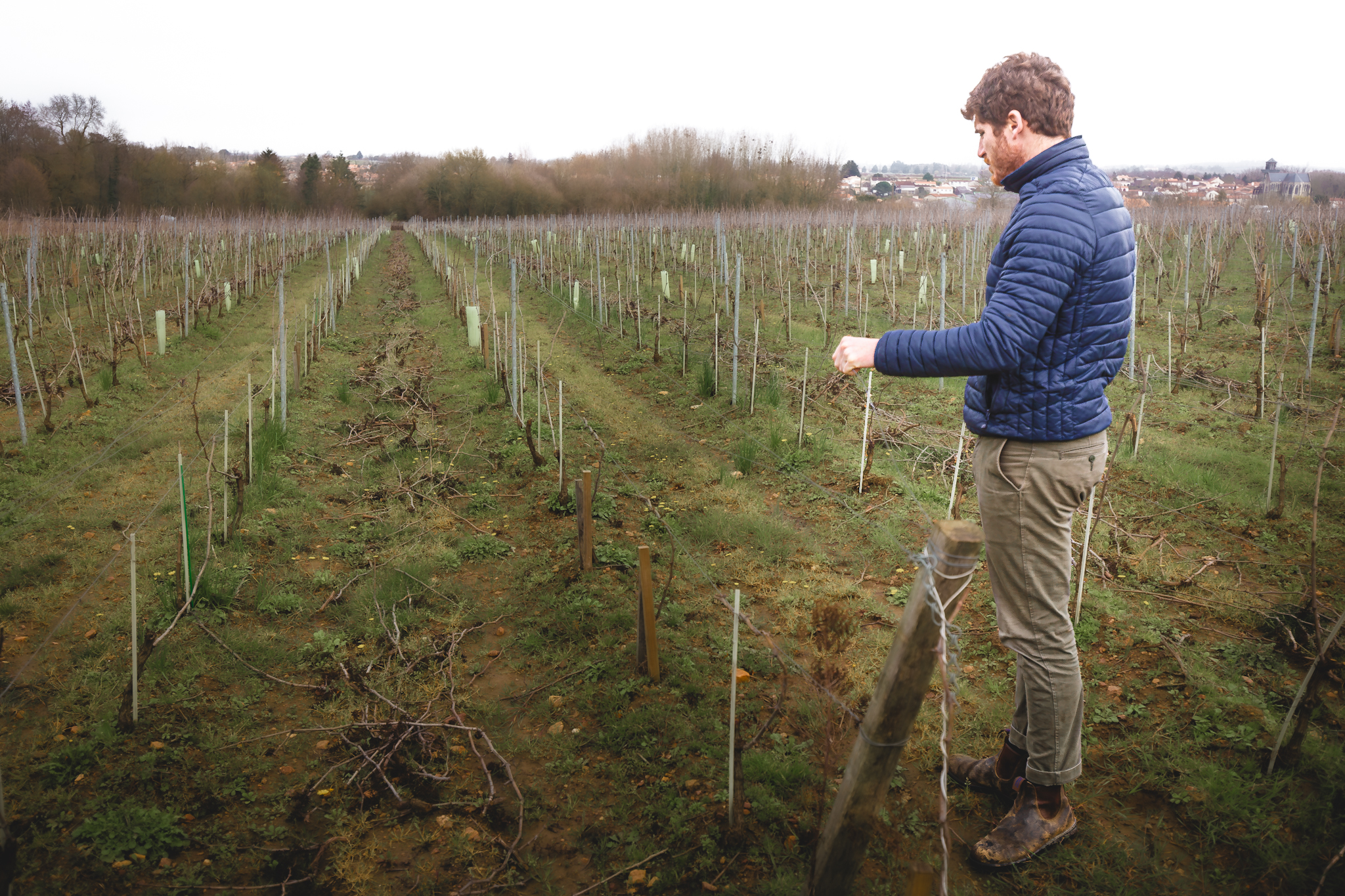 le vigneron  du moment